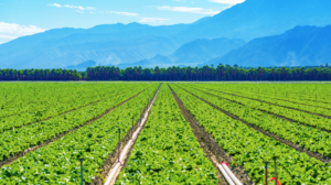 Prorrogação de dívida rural por perda de safra: como funciona