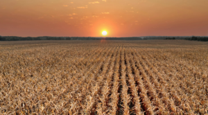 Prorrogação de financiamento rural por queda na produção